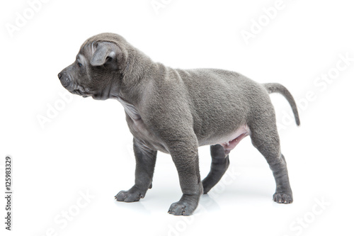 Thai ridgeback puppy isolated on white