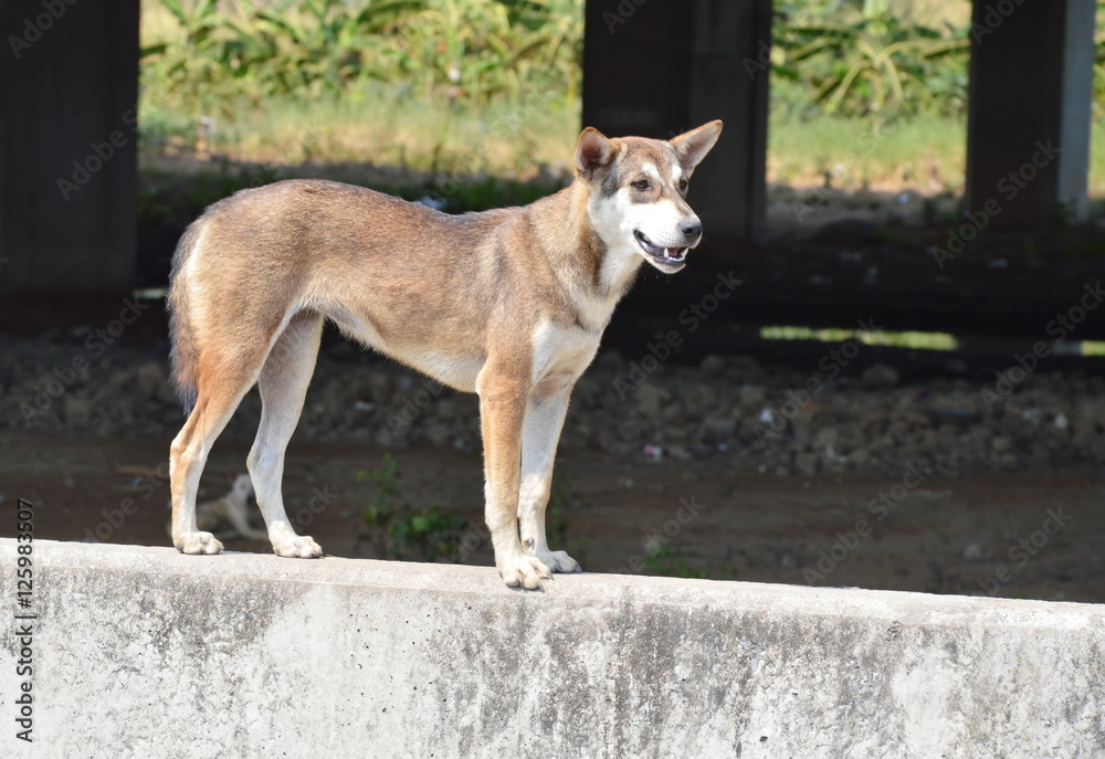 street dog standing on concrete barrier
