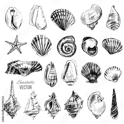 Seashells hand drawn vector graphic etching sketch isolated on white background, collection underwater artistic marine element design for greeting card, print design, cover page magazine, scrapbooking