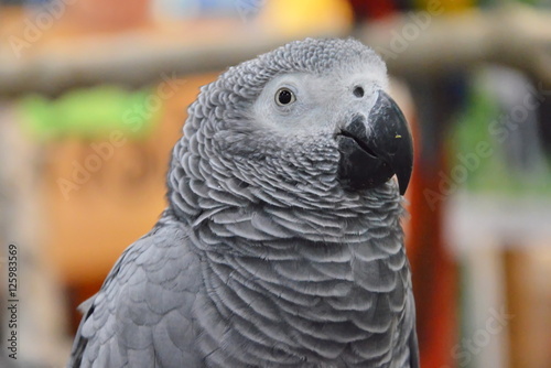 African gray parrot face portrait