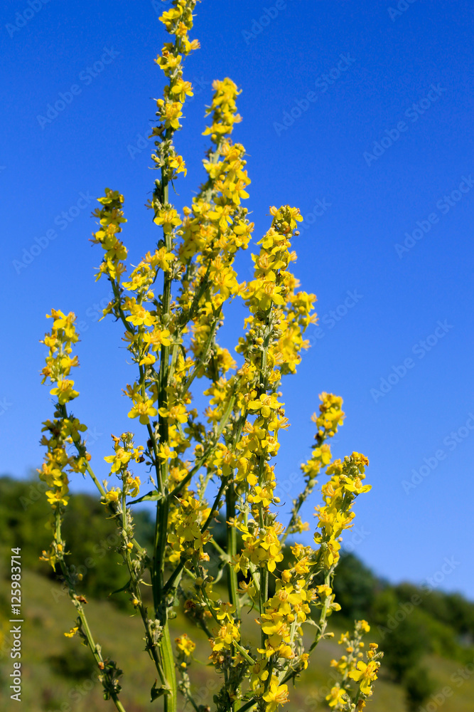 Great mullein (Verbascum thapsus) on the meadow Great mullein (Verbascum thapsus) on the meadow