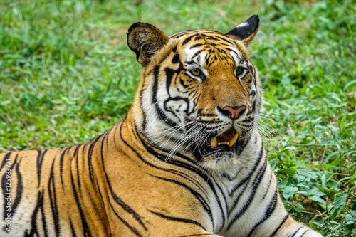 Tiger Nahaufnahme