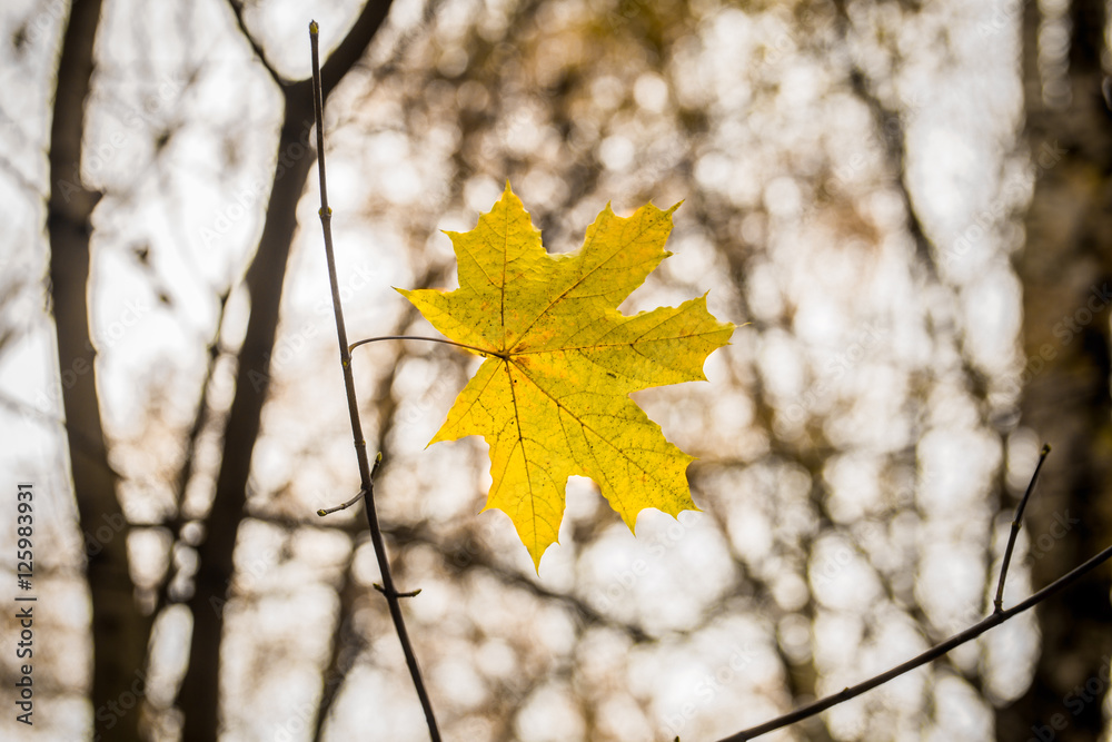 beautiful yellow leaf weighs himself on a branch