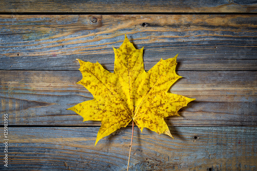 beautiful yellow autumn leaf on old wooden background