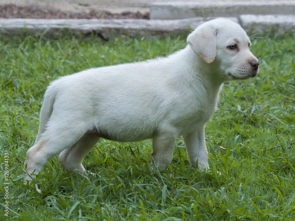Cachorro de perro labrador blanco Stock Photo | Adobe Stock