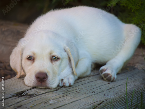Cachorro de perro labrador blanco foto de Stock | Adobe Stock