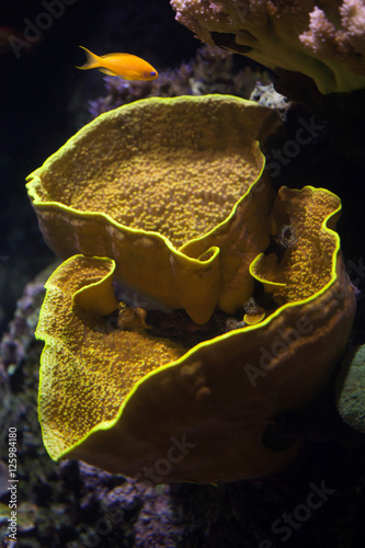 Fototapeta Naklejka Na Ścianę i Meble -  Yellow scroll coral (Turbinaria reniformis) and sea goldie (Pseu