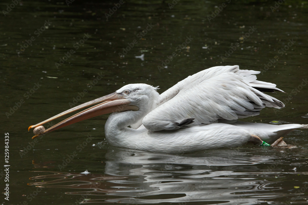 Dalmatian pelican (Pelecanus crispus). Dalmatian pelican (Pelecanus crispus).