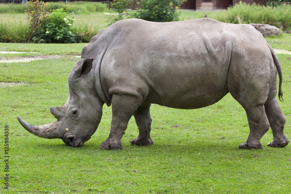 Southern white rhinoceros (Ceratotherium simum simum). Southern white rhinoceros (Ceratotherium simum simum).