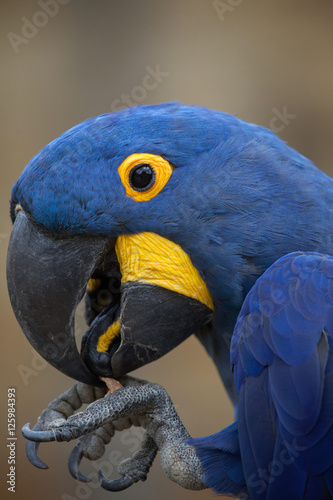 Hyacinth macaw (Anodorhynchus hyacinthinus).