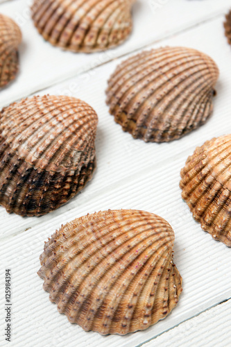 several clam shells isolated