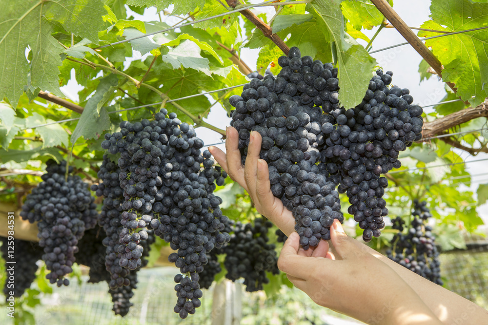 worker hands hold black grapes at Vineyards.