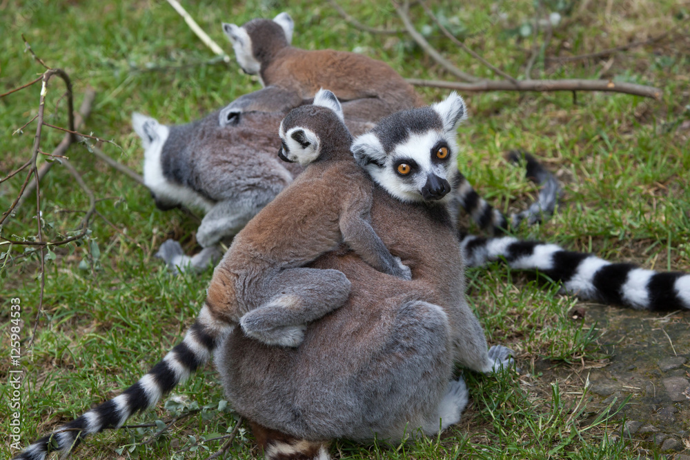 Fototapeta premium Ring-tailed lemur (Lemur catta).