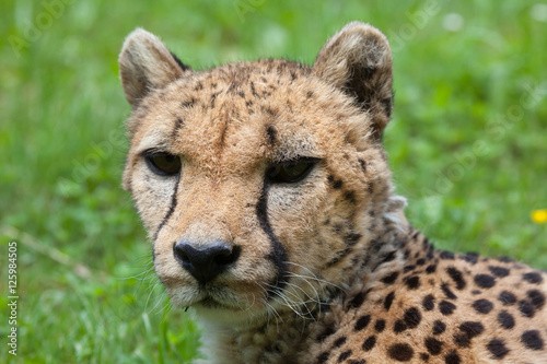 Cheetah (Acinonyx jubatus).