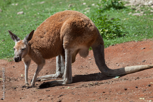 Red kangaroo (Macropus rufus).