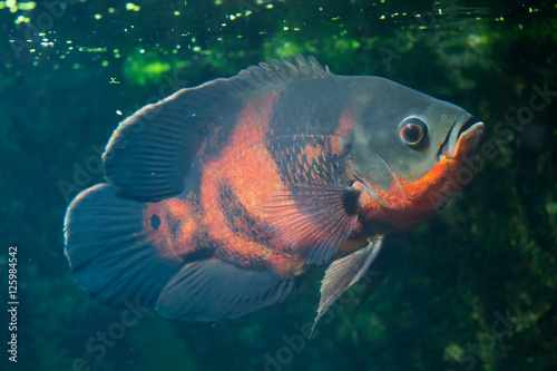 Oscar fish (Astronotus ocellatus). photo