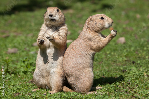 Black-tailed prairie dog  Cynomys ludovicianus .