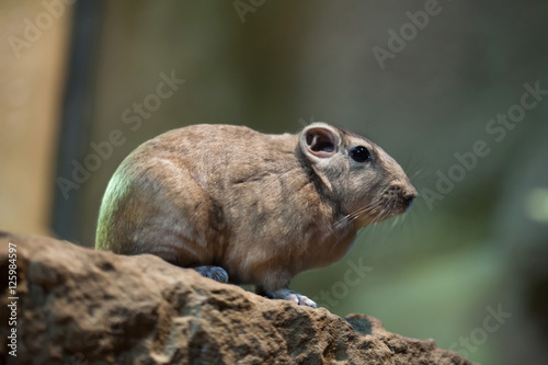 Common gundi (Ctenodactylus gundi). photo