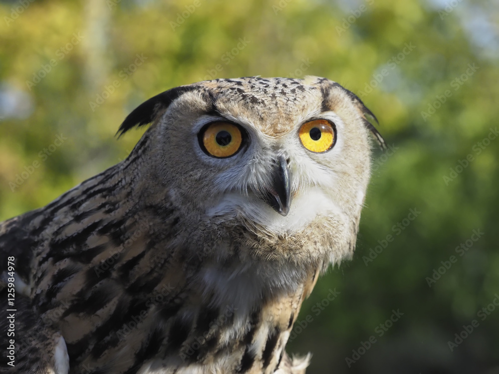 Obraz premium Buúho real