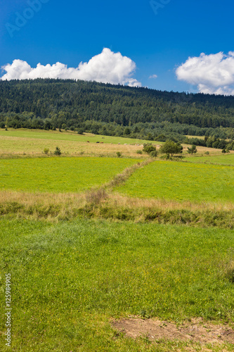 Green field and blue sky with white clouds summer landscape