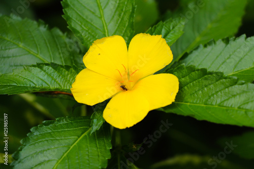 Turnera ulmifolia flower or the ramgoat dashalong flower or yellow alder flower photo