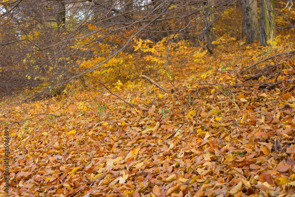 Herbst im wald, buntes Laub, Laub fällt auf den boden Herbst im wald, buntes Laub, Laub fällt auf den boden