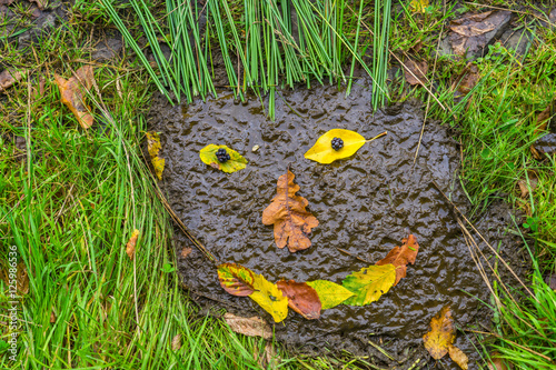 Wallpaper Mural Fun with Cowpat Art in a meadow in the Irish countryside. Torontodigital.ca