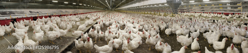 Foto Chicken Multiplication