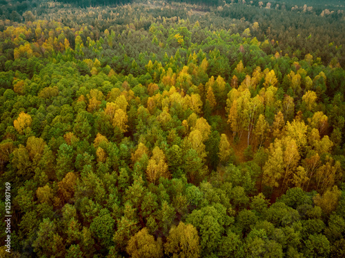 Naklejka autumn forest
