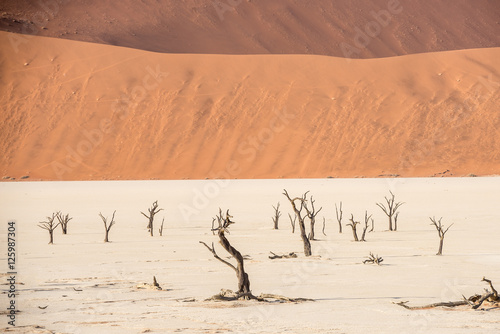 Distant dead dry trees of DeadVlei valley at Namib desert © serg269