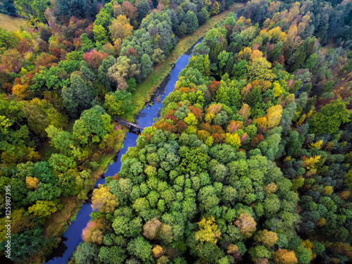 Naklejka autumn forest