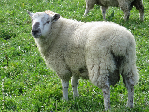 Sheep grazing in lush green farm land