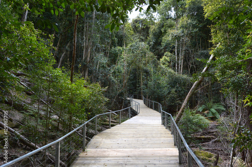 Empty path in the rainforest of Jamison Valley Blue Mountains Ne