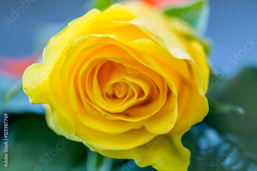 Yellow Roses For the groomsman in the wedding