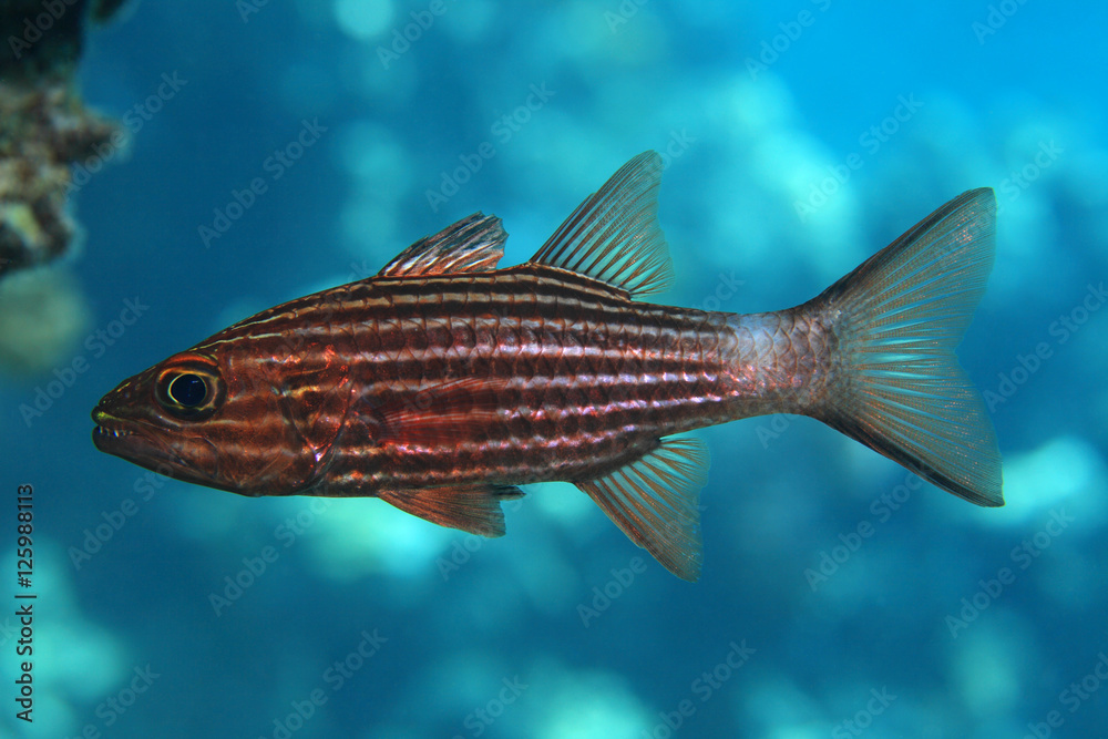 Obraz premium Large toothed cardinalfish