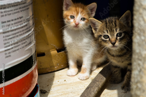 Foto Couple of cute kitten hiding