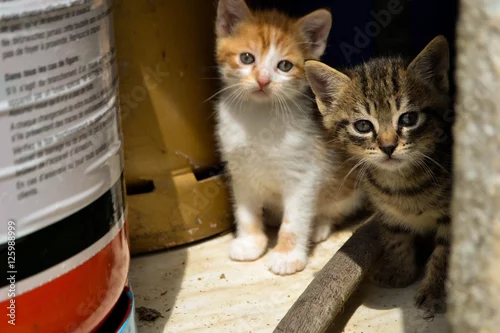 Fototapeta Couple of cute kitten hiding