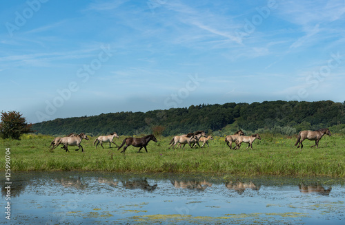 herd of wild horses © ciliabrandts