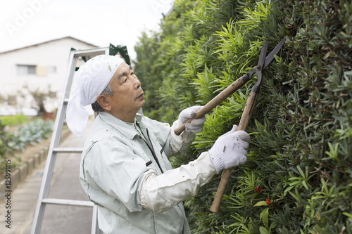 Plakat 植木剪定