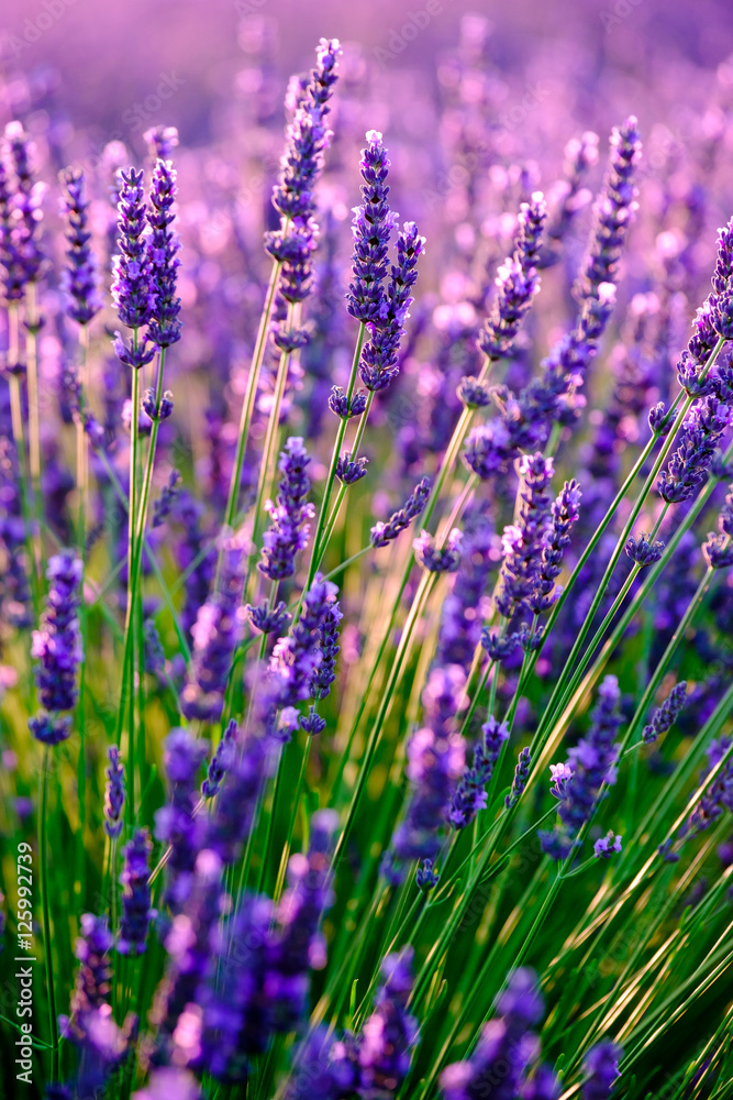 Blooming lavender in a field at sunset in Provence, France - obrazy, fototapety, plakaty 