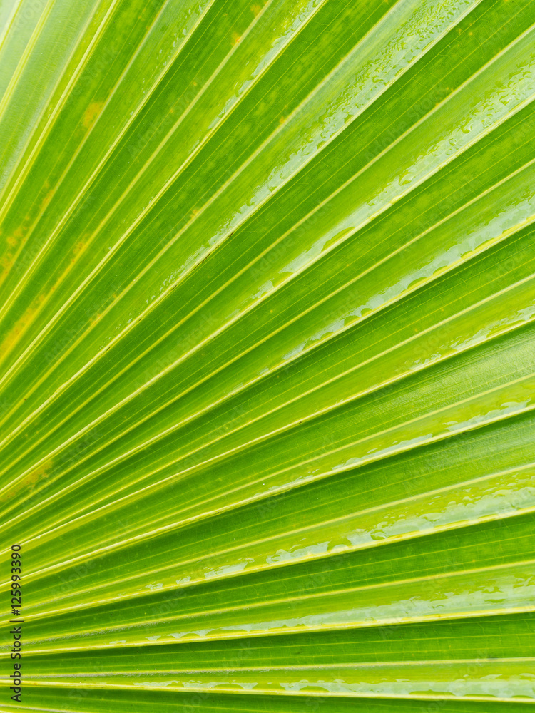 Obraz premium Striped Leaf of Fan Palm Tree