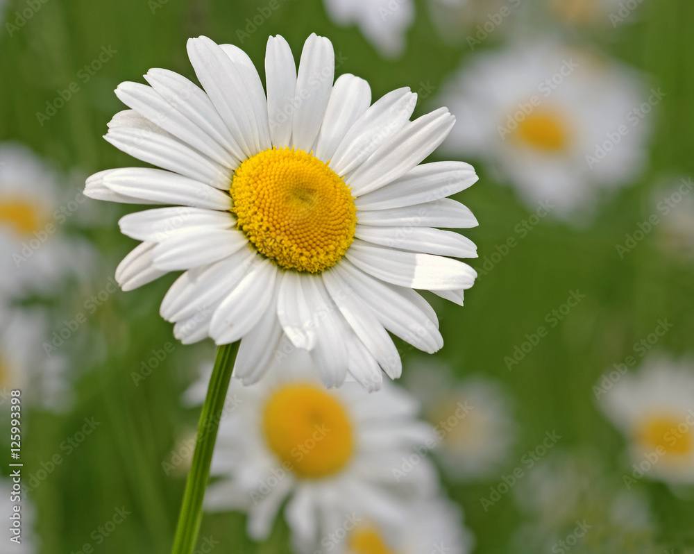 Obraz premium SONY DSC