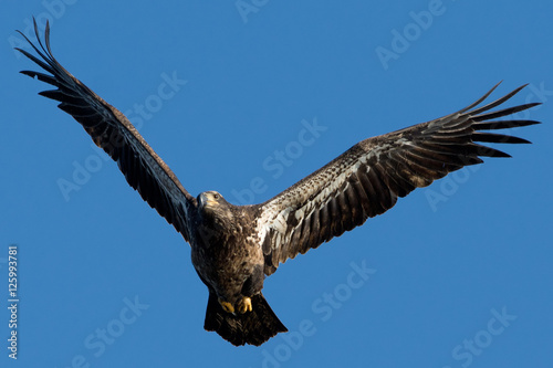 Juvenile Bald Eagle flying