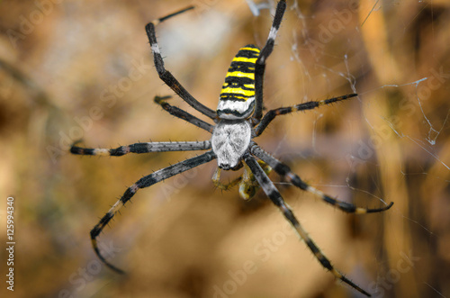 Large striped spider