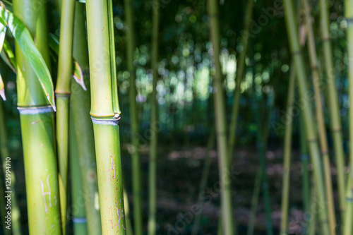 Bamboo trunk in the woods