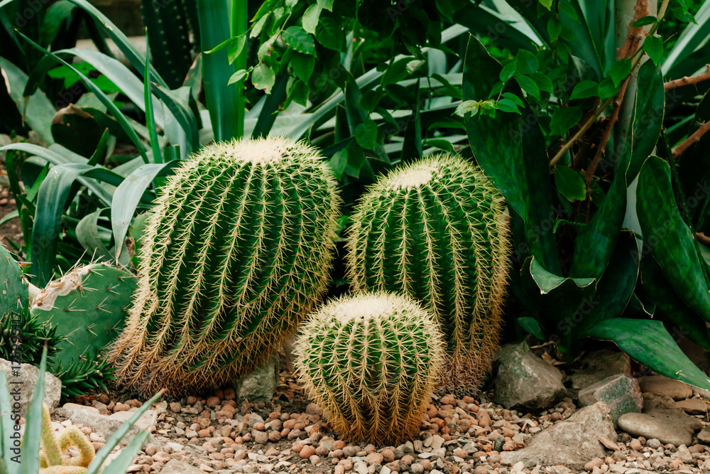 green cactus with sharp spines green cactus with sharp spines