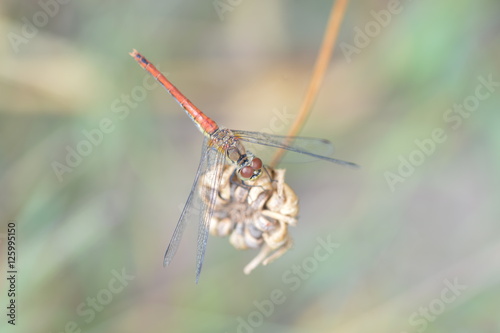 Dragonfly on the grass in the garden close up