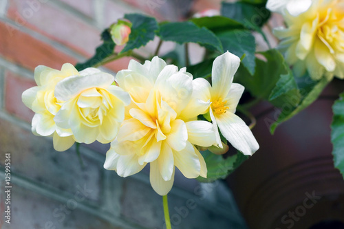 Creamy white flowers plants Begonia. Begonia Odorata White flowers in flowerpot