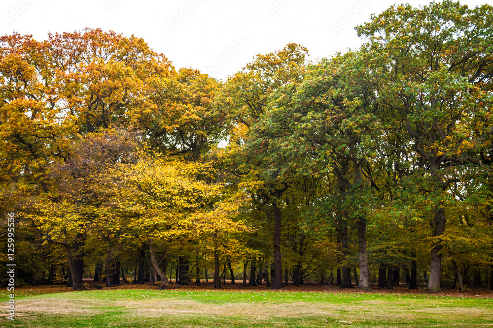 Group of trees in Autumn
