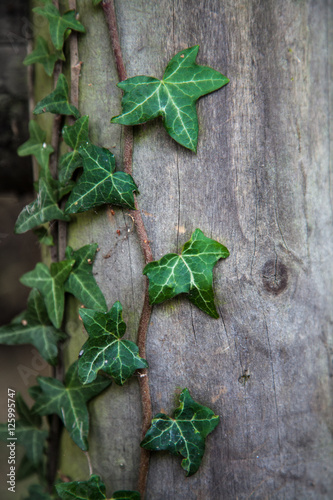 Ivy Growing on Fence Post